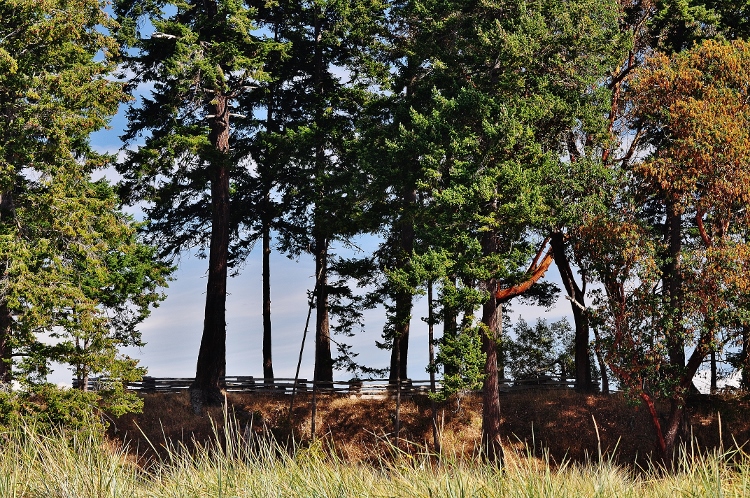 the forest 